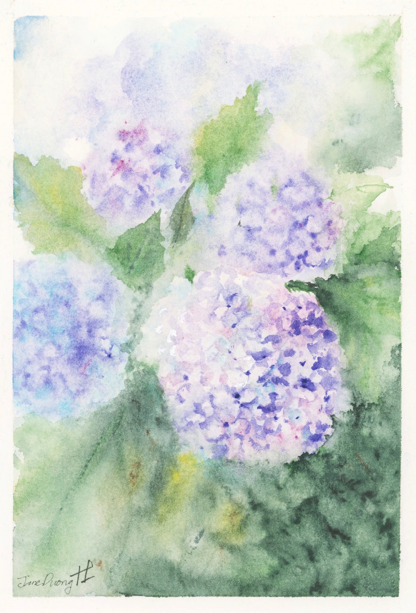 Soft Hydrangeas — Greeting Cards
