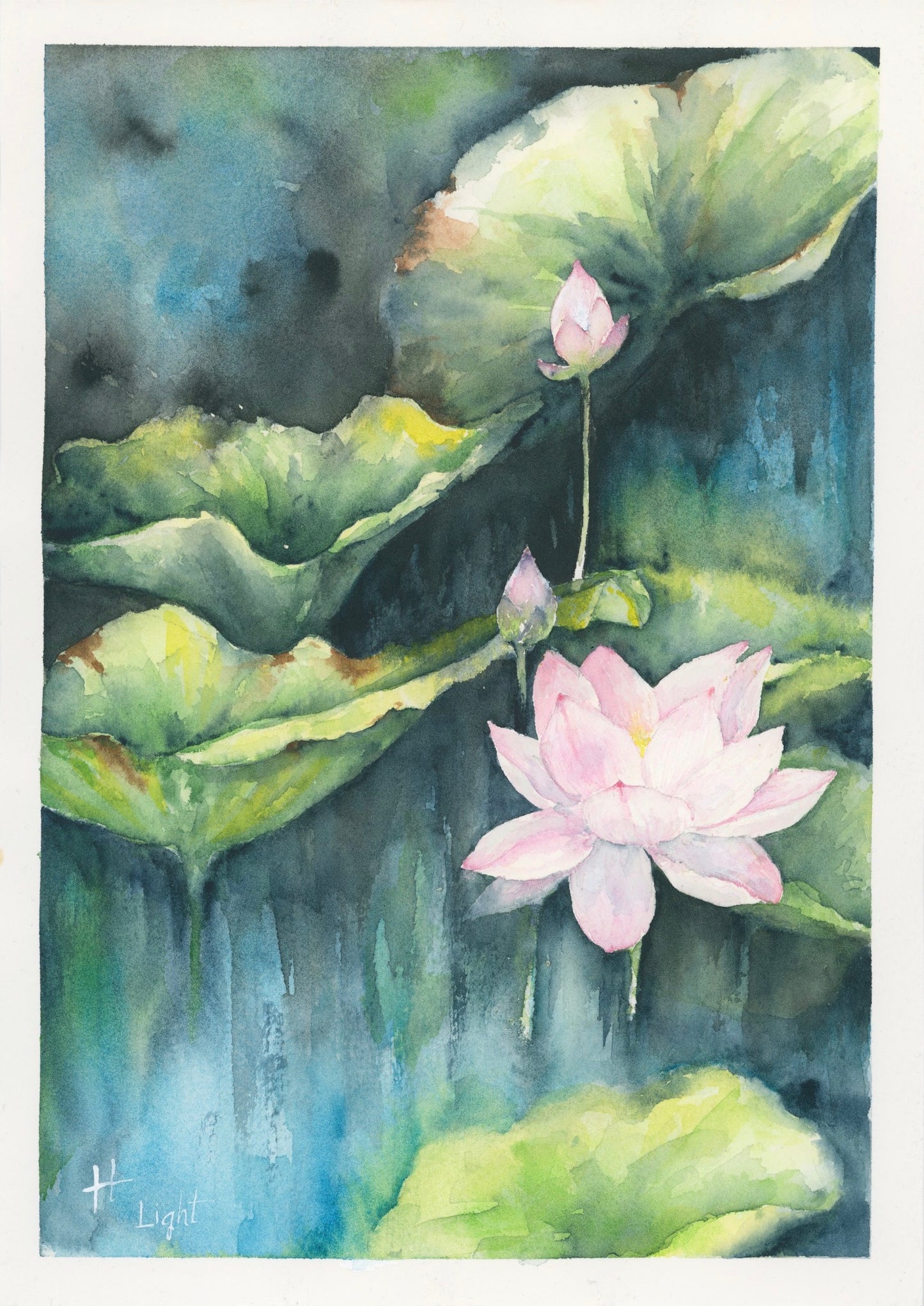 Lotus and Light - Fine Art Print